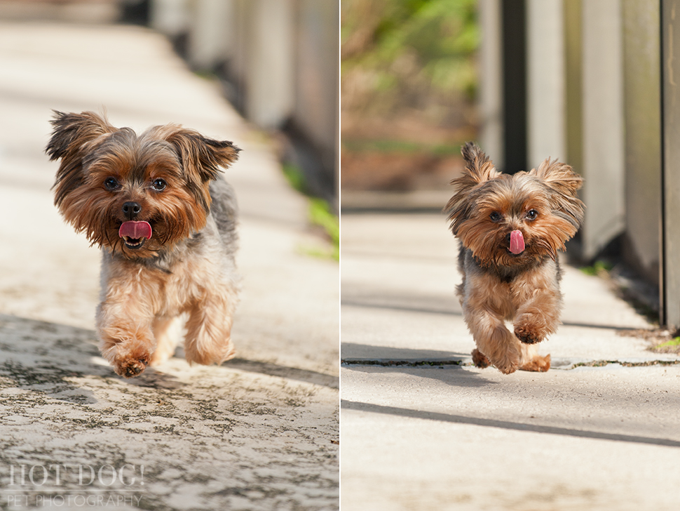 Peanut & Mim the Yorkies | Longwood Pet Photography