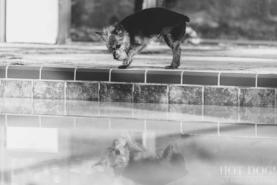 Peanut & Mim the Yorkies | Longwood Pet Photography