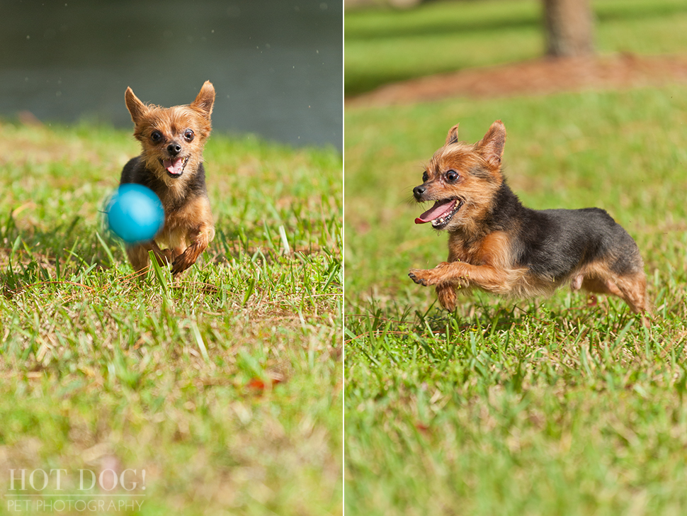 Peanut & Mim the Yorkies | Longwood Pet Photography