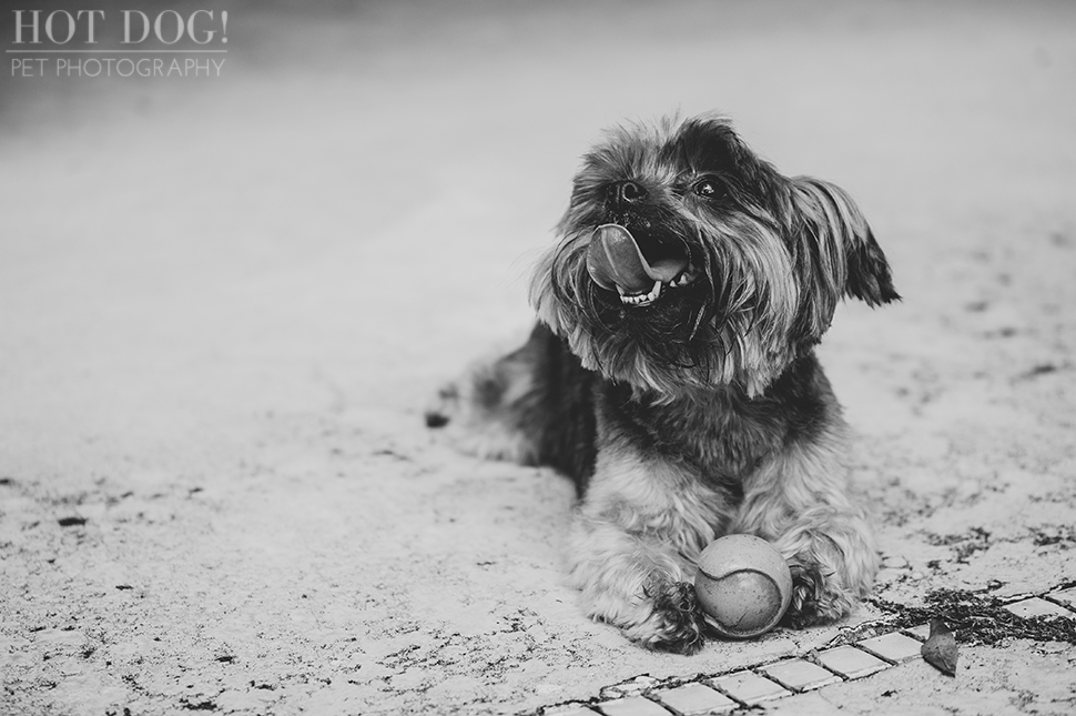 Peanut & Mim the Yorkies | Longwood Pet Photography