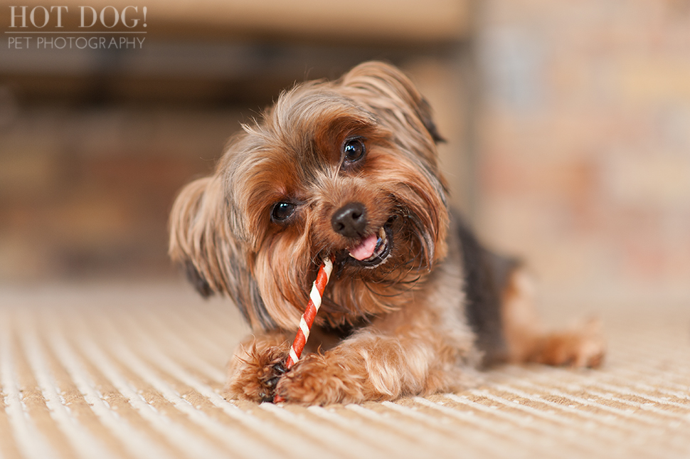 Peanut & Mim the Yorkies | Longwood Pet Photography