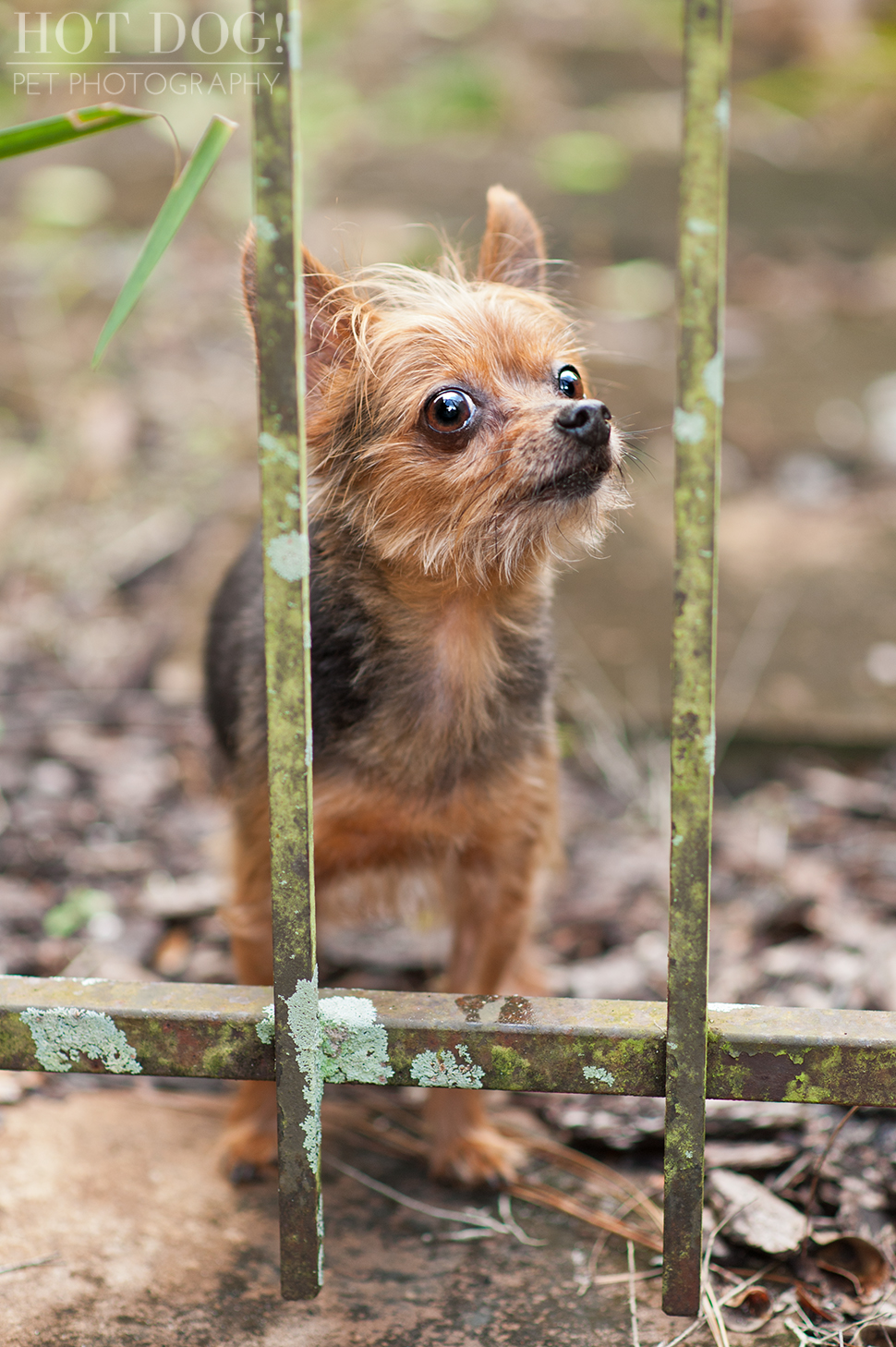 Peanut & Mim the Yorkies | Longwood Pet Photography