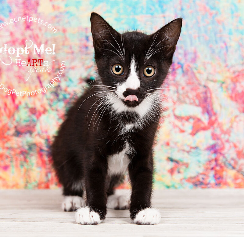 Hot Dogs, Cool Cats Adopt-a-Thon at Orange County Animal Services
