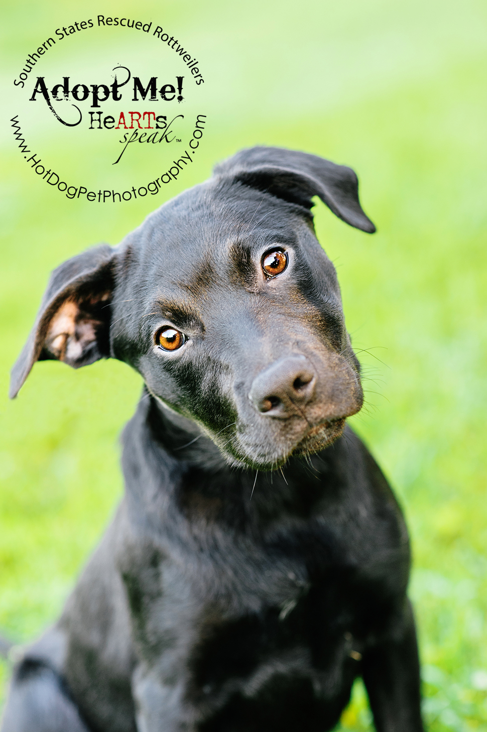 Dakota the Rottweiler / Lab Mix | Southern States Rescued Rottweilers