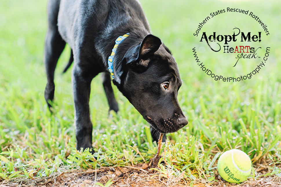 Dakota the Rottweiler / Lab Mix | Southern States Rescued Rottweilers