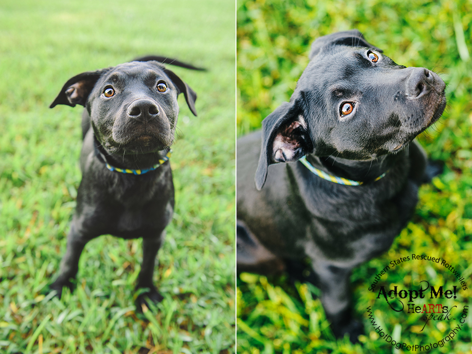 Dakota the Rottweiler / Lab Mix | Southern States Rescued Rottweilers