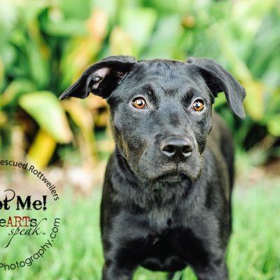 Dakota the Rottweiler / Lab Mix | Southern States Rescued Rottweilers