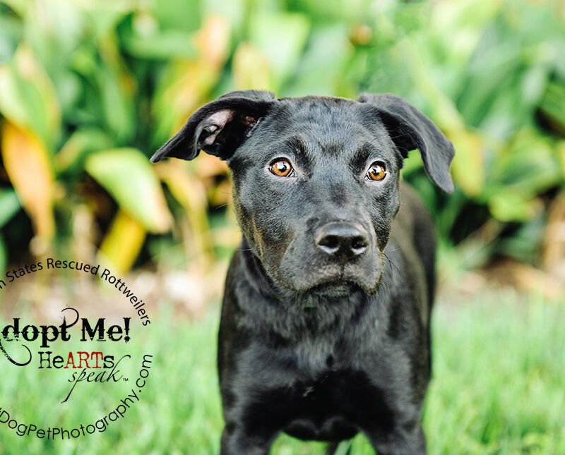 Dakota the Rottweiler / Lab Mix | Southern States Rescued Rottweilers