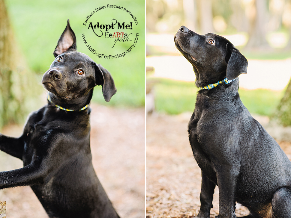 Dakota the Rottweiler / Lab Mix | Southern States Rescued Rottweilers