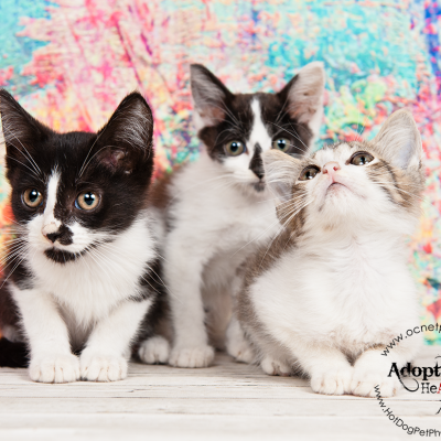 Certified Pre-Owned Cats | Adoptable Cats in Orlando