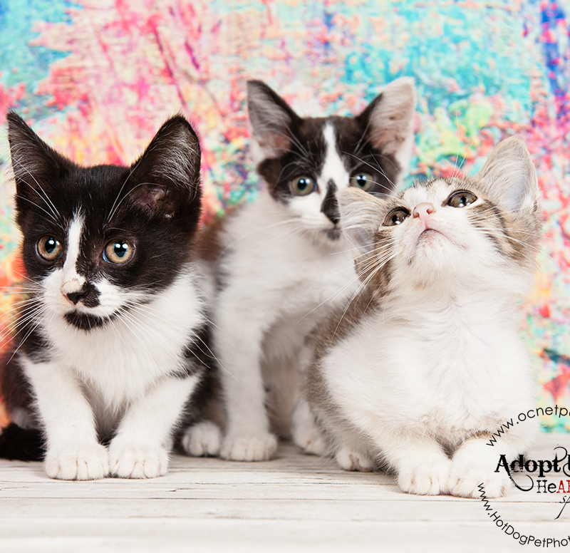 Certified Pre-Owned Cats | Adoptable Cats in Orlando