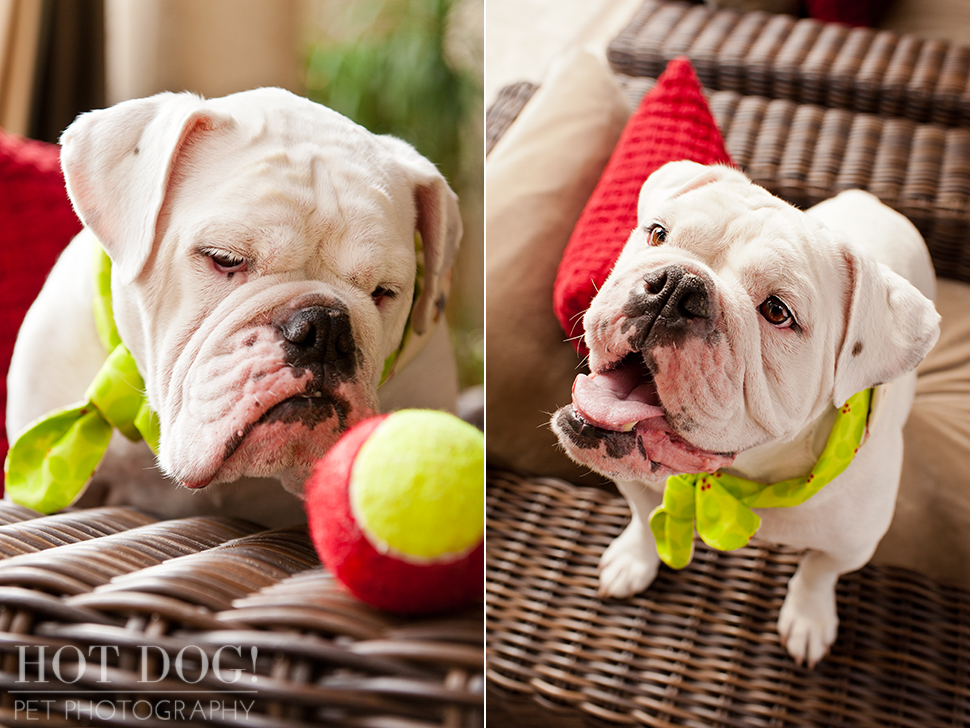 Diesel & Padrone the Bulldogs | Windermere Pet Photography