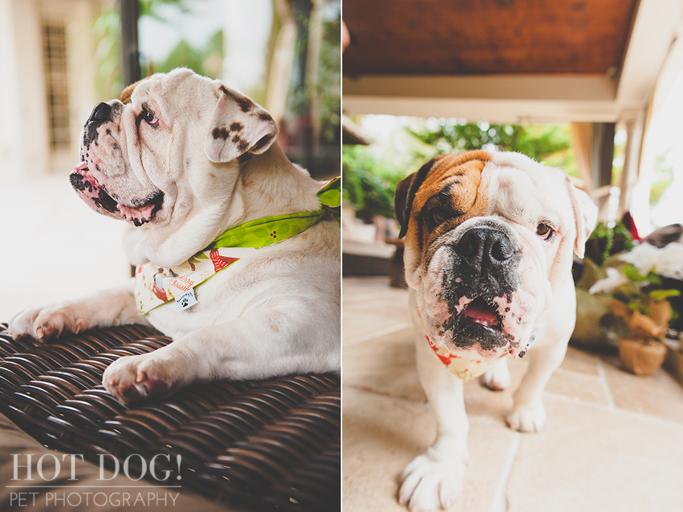 Diesel & Padrone the Bulldogs | Windermere Pet Photography