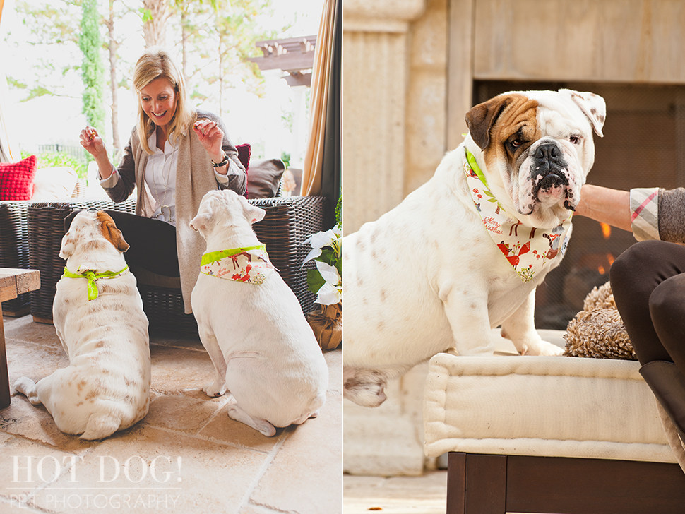 Diesel & Padrone the Bulldogs | Windermere Pet Photography