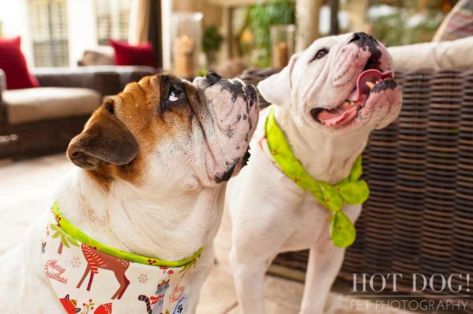 Diesel & Padrone the Bulldogs | Windermere Pet Photography