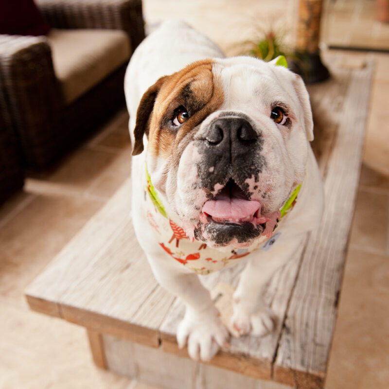 Punchy & Padrone’s Person