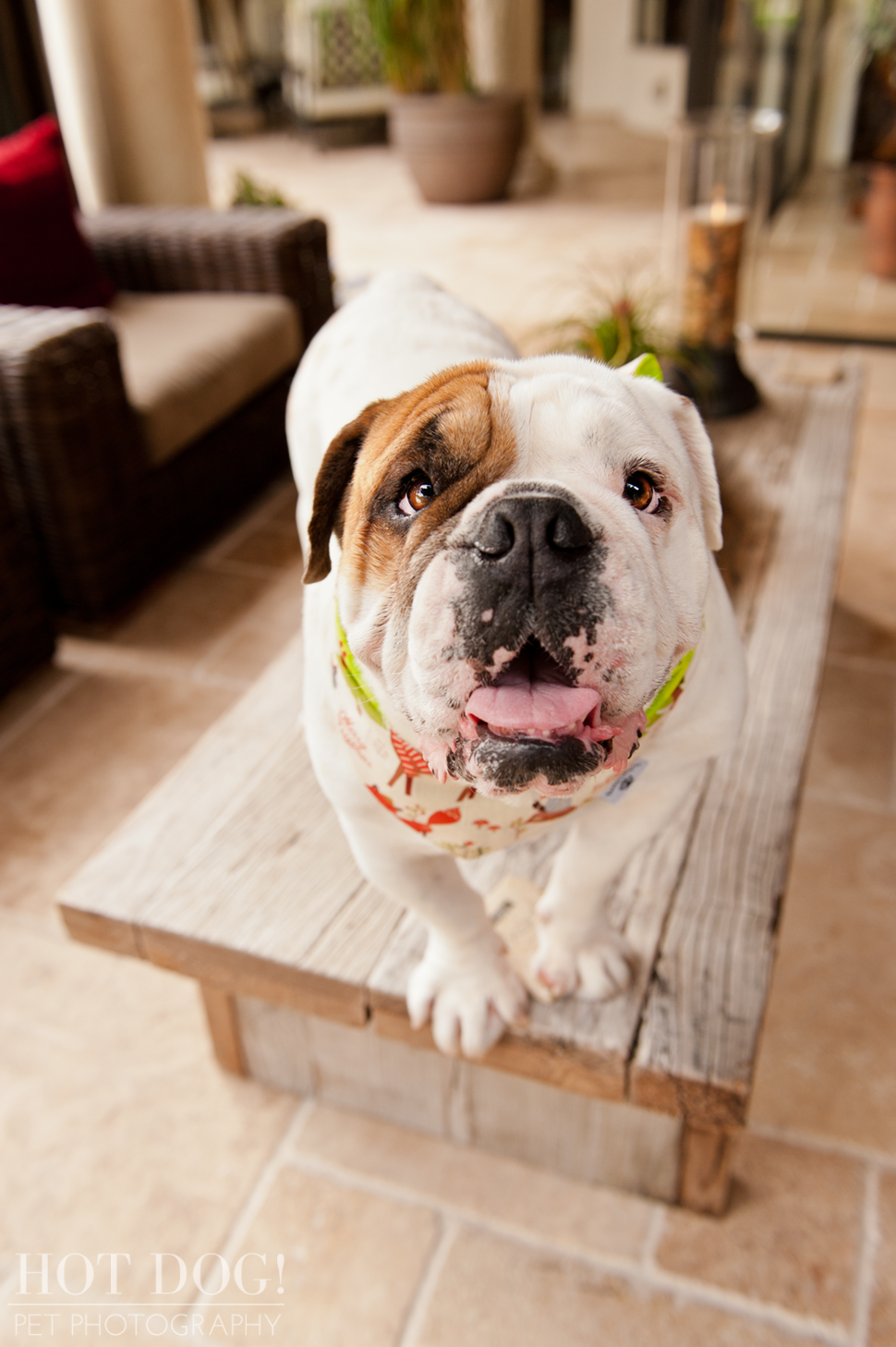 Diesel & Padrone the Bulldogs | Windermere Pet Photography