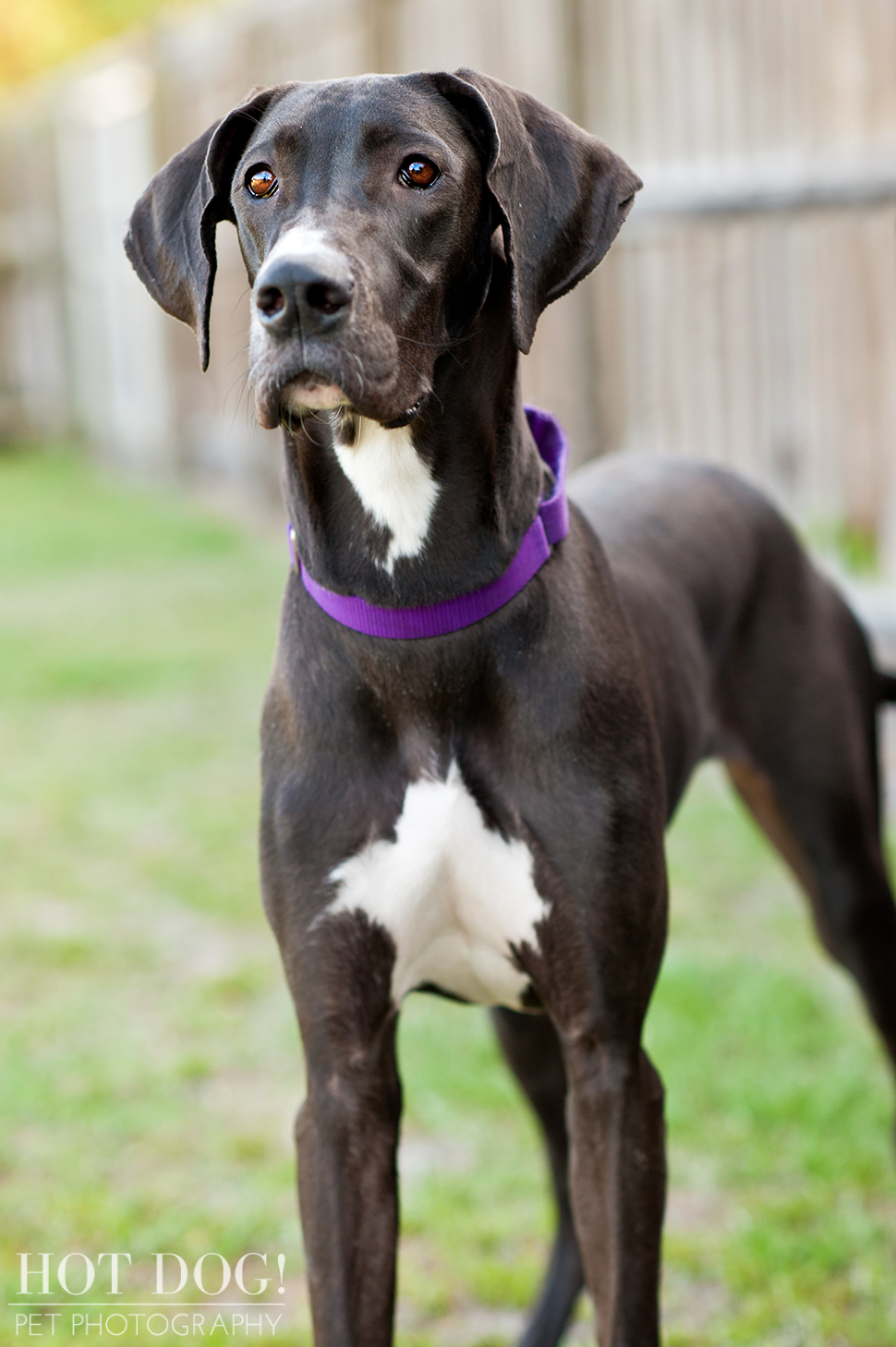 Great Dane Love - A Central Florida Rescue, Inc.