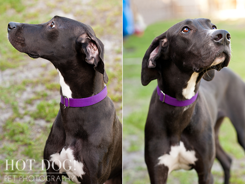 Great Dane Love - A Central Florida Rescue, Inc.