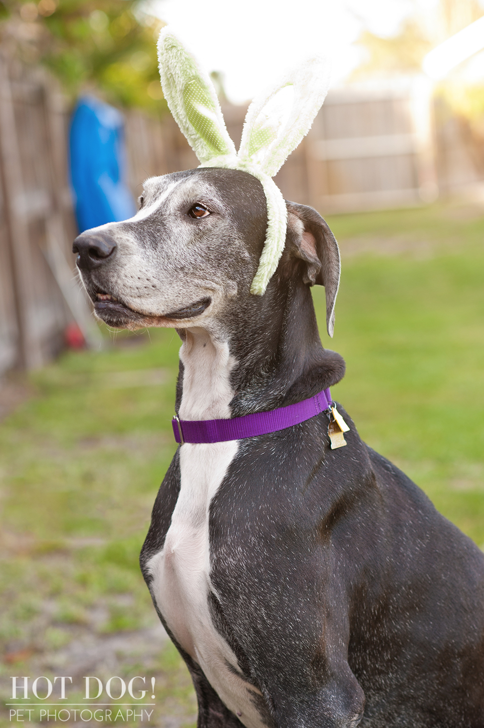 Great Dane Love - A Central Florida Rescue, Inc.