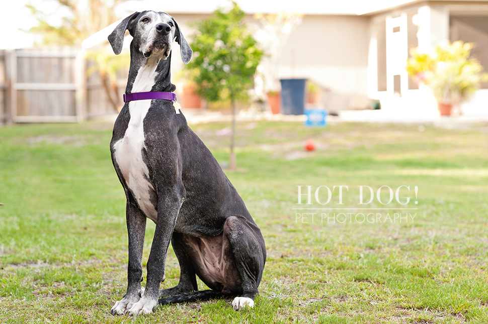 Great Dane Love - A Central Florida Rescue, Inc.