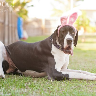 Great Dane Love – A Central Florida Rescue, Inc.