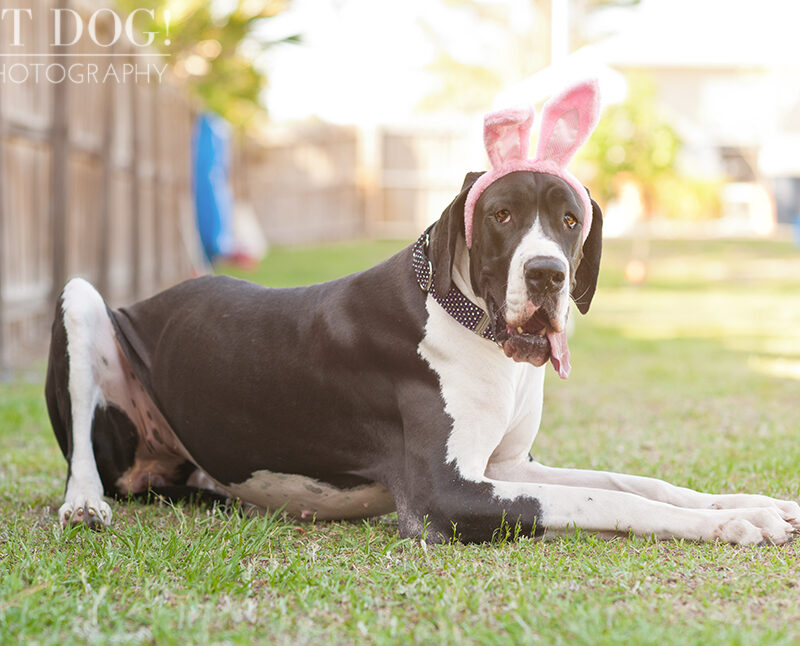 Great Dane Love – A Central Florida Rescue, Inc.