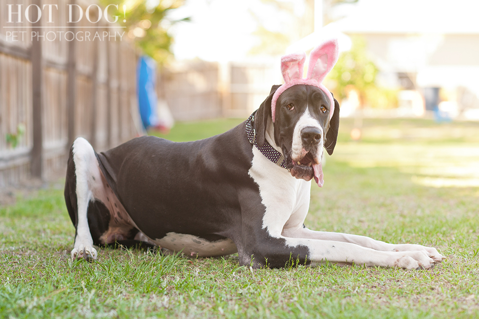 Great Dane Love - A Central Florida Rescue, Inc.