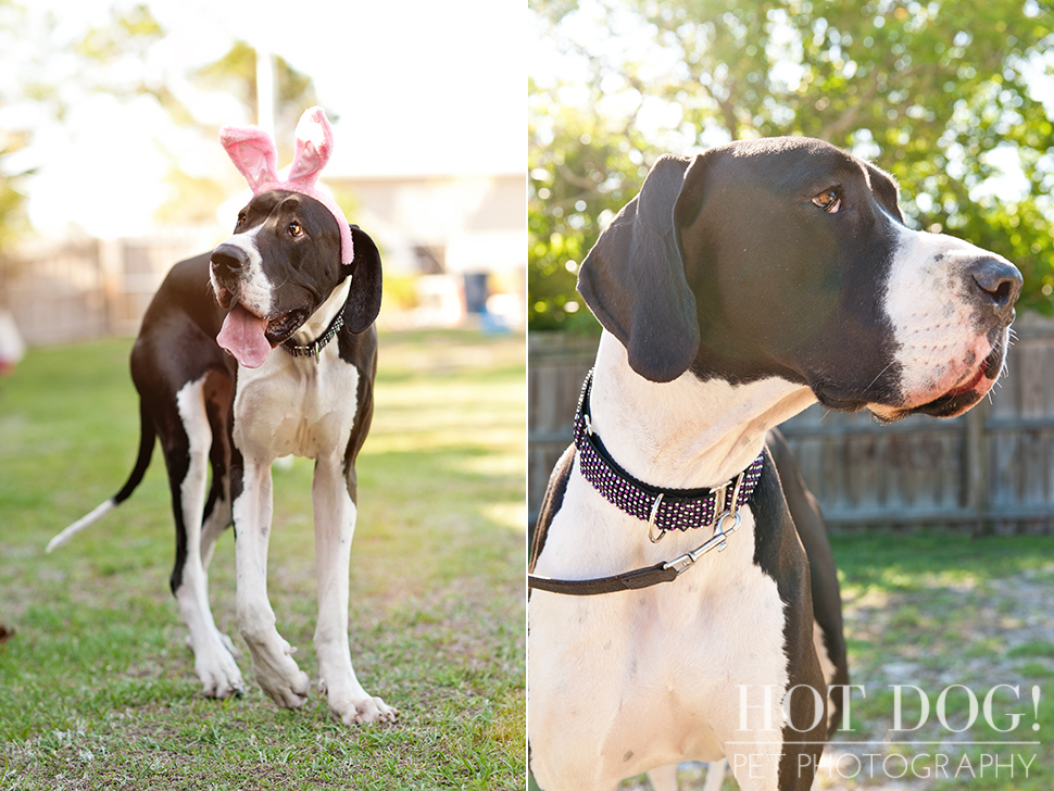 Great Dane Love - A Central Florida Rescue, Inc.