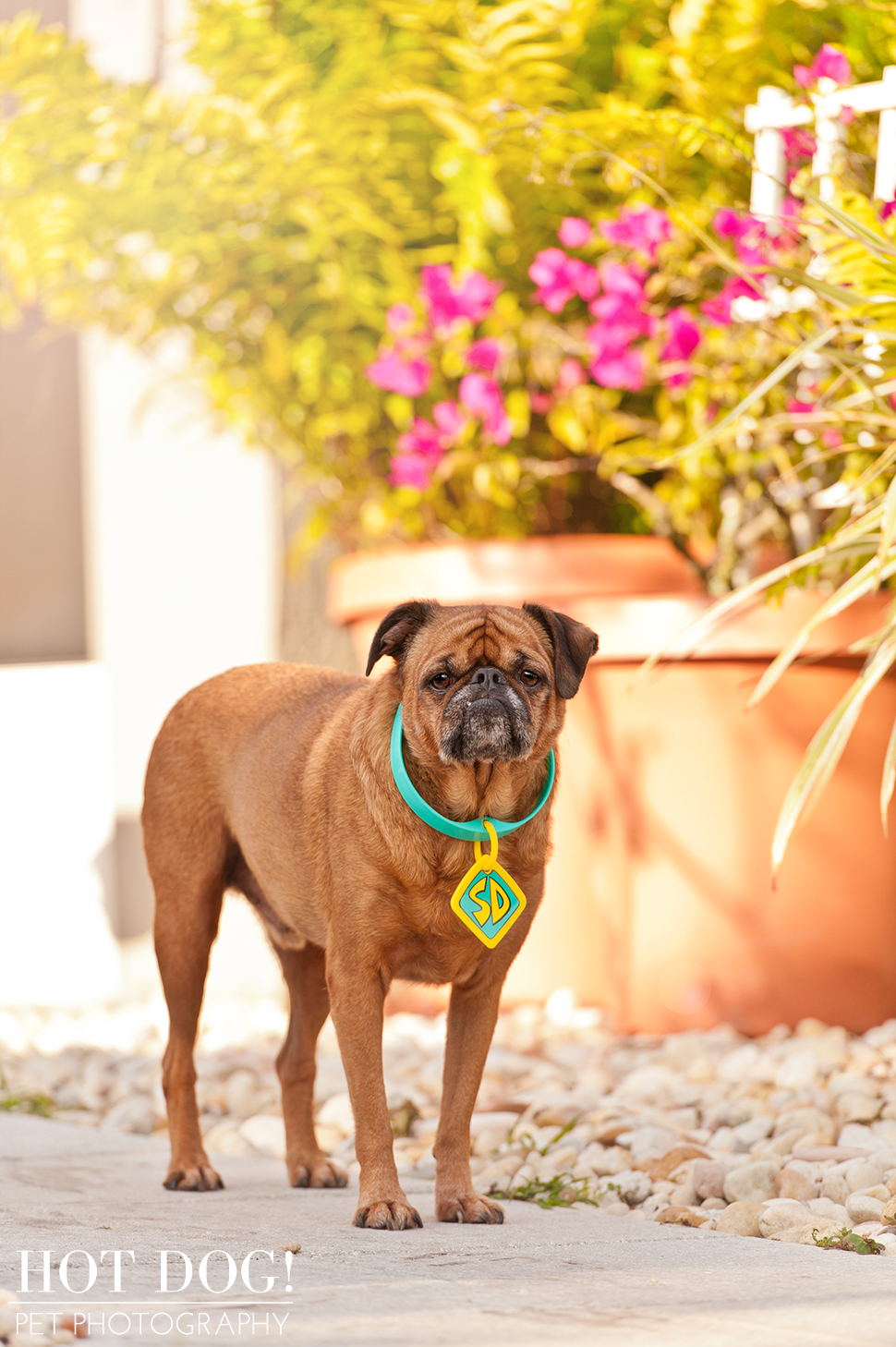 National Brussels Griffon Rescue