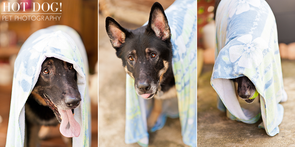 Brewster the German Shepherd | Altamonte Springs Pet Photography