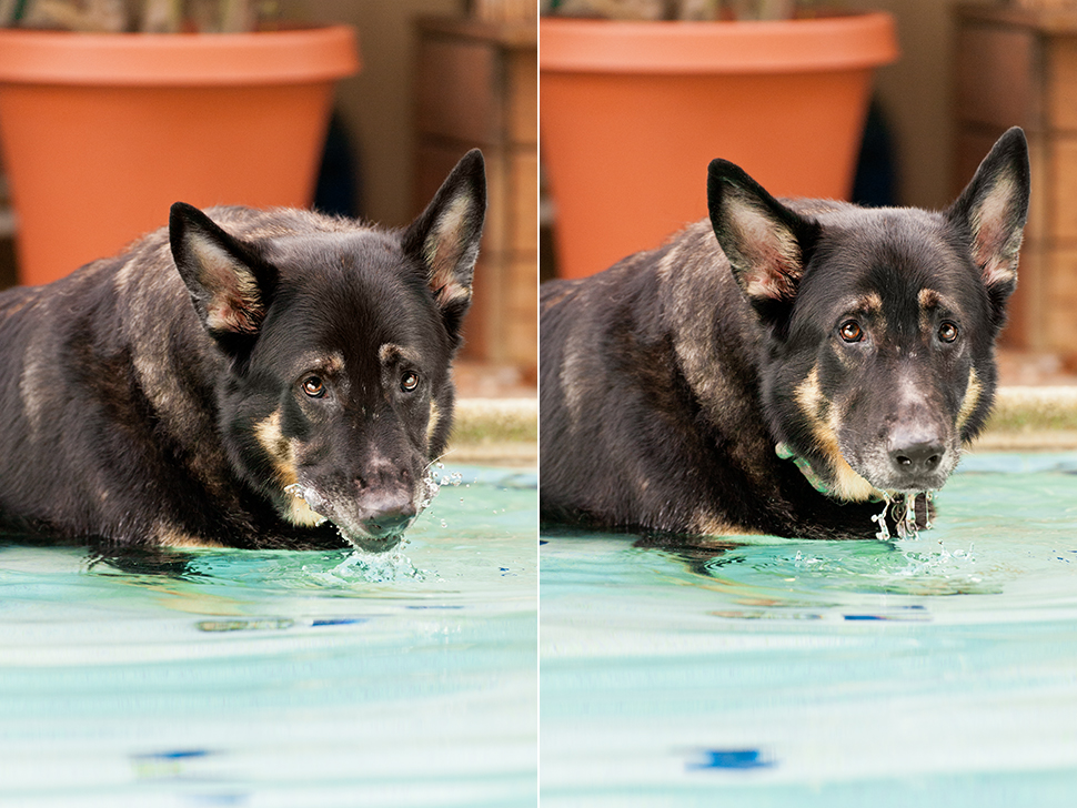 Brewster the German Shepherd | Altamonte Springs Pet Photography