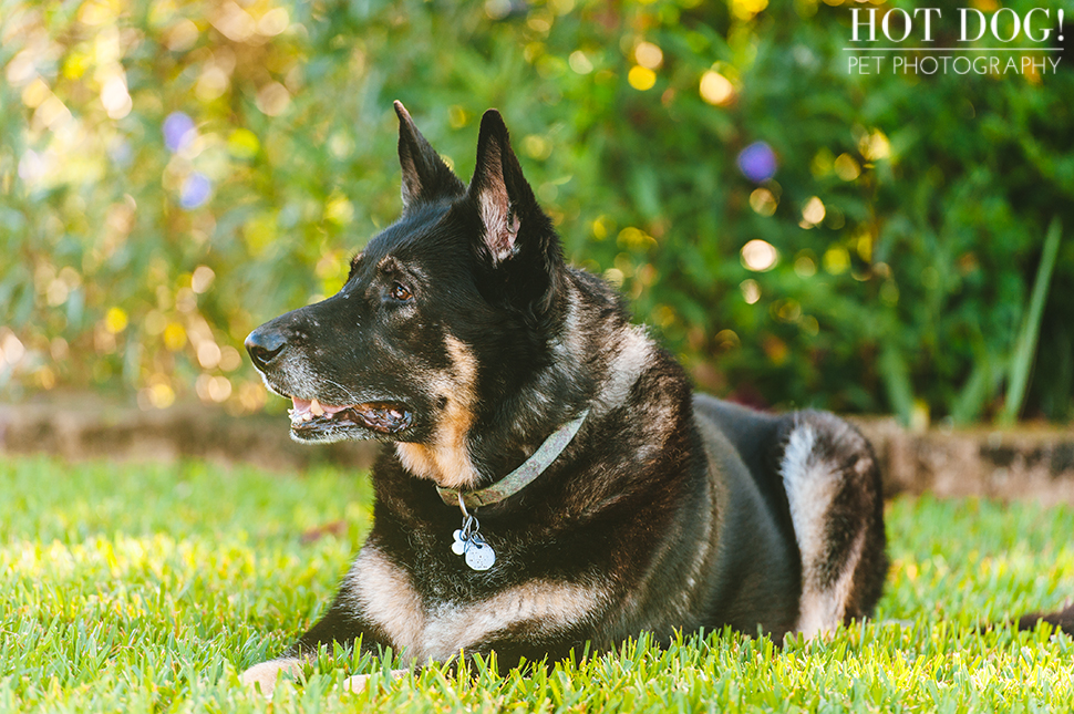 Brewster the German Shepherd | Altamonte Springs Pet Photography