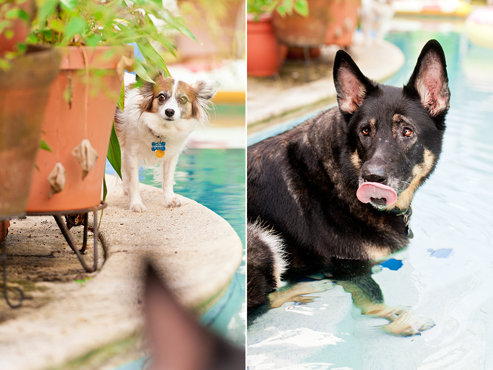 Brewster the German Shepherd | Altamonte Springs Pet Photography