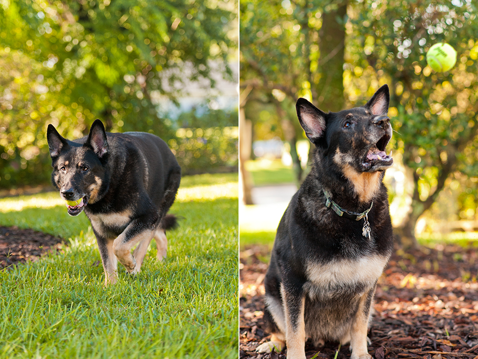 Brewster the German Shepherd | Altamonte Springs Pet Photography