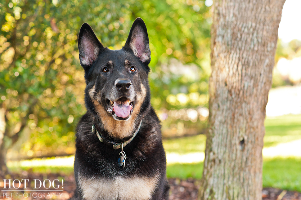 Brewster the German Shepherd | Altamonte Springs Pet Photography