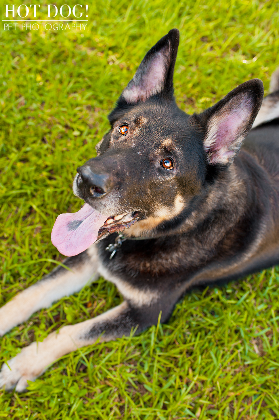 Brewster the German Shepherd | Altamonte Springs Pet Photography