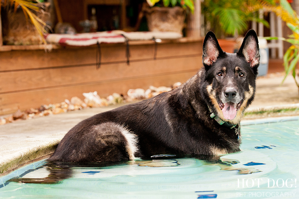 Brewster the German Shepherd | Altamonte Springs Pet Photography