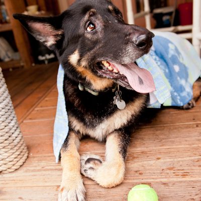 Brewster the German Shepherd | Altamonte Springs Pet Photography