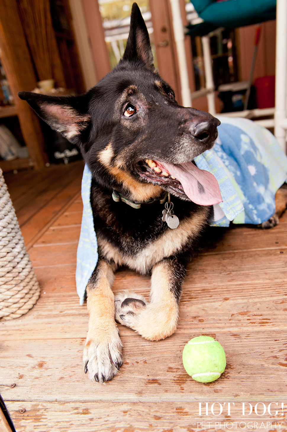 Brewster the German Shepherd | Altamonte Springs Pet Photography