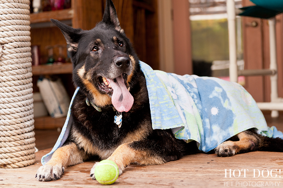 Brewster the German Shepherd | Altamonte Springs Pet Photography