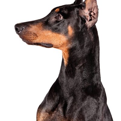 Dog of the Day | Doberman Pinscher