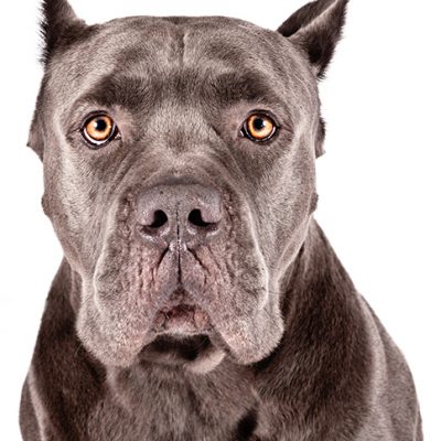 Dog of the Day | Cane Corso