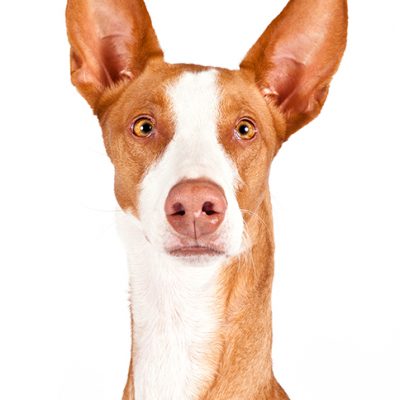 Dog of the Day | Ibizan Hound