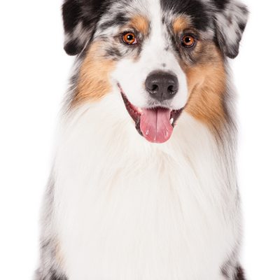 Dog of the Day | Australian Shepherd