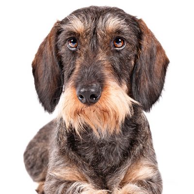 Dog of the Day | Wirehaired Dachshund