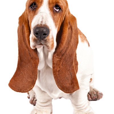 Dog of the Day | Basset Hound