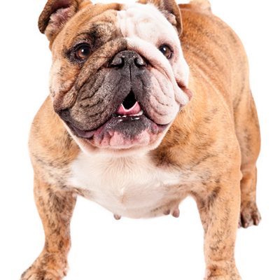 Dog of the Day | Bulldog