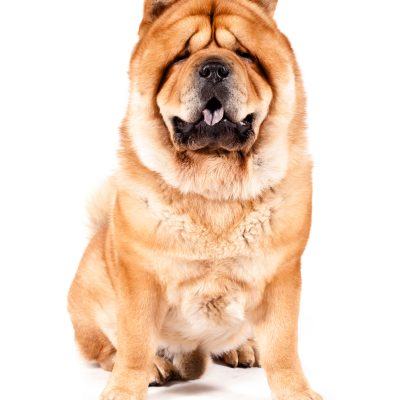 Dog of the Day | Chow Chow