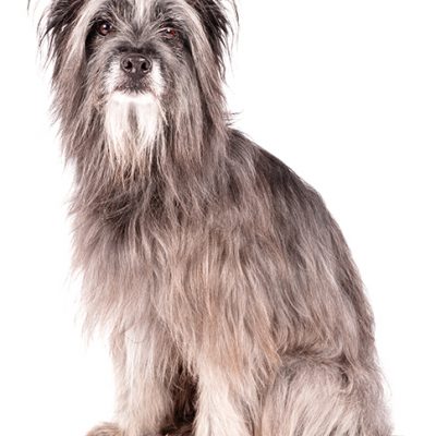 Dog of the Day | Pyrenean Shepherd